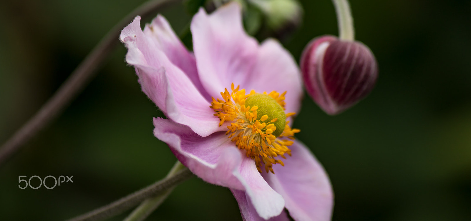 Canon EF-S 55-250mm F4-5.6 IS sample photo. Anemone hupehensis photography