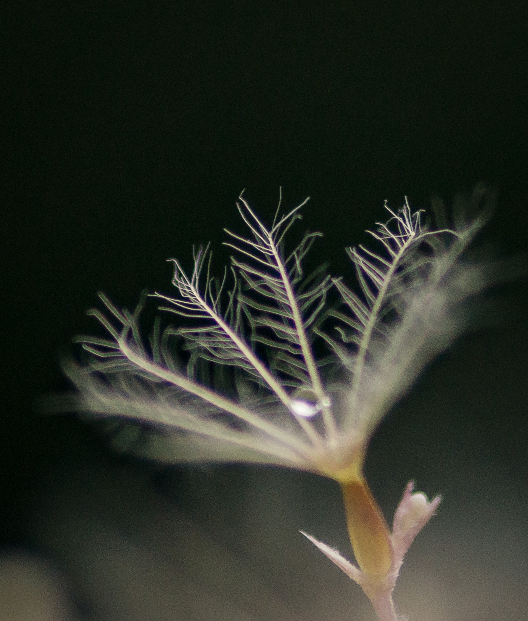 Sony SLT-A77 + Sigma 30mm F1.4 EX DC HSM sample photo. Makrowelt photography