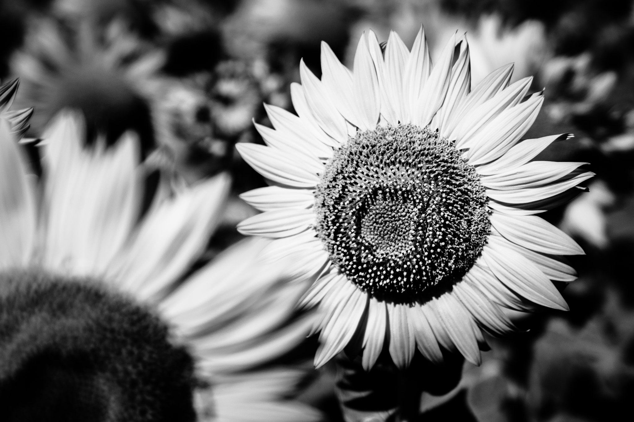 Nikon AF-S Nikkor 24-70mm F2.8G ED sample photo. Sunflower photography