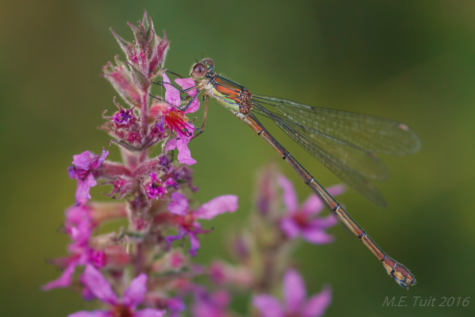 Canon EOS 7D + Sigma 105mm F2.8 EX DG Macro sample photo. Dragonfly species @ colorful flowers photography