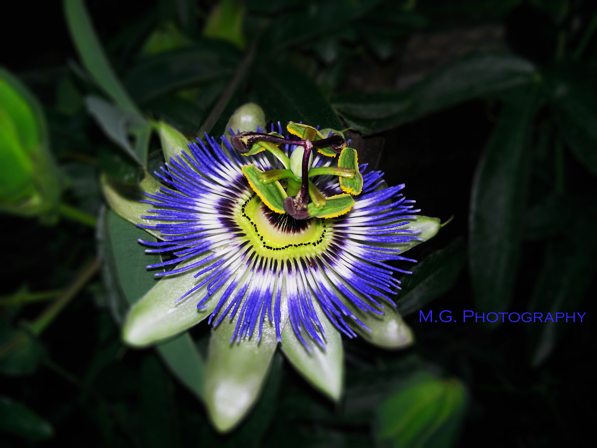 LG G Pro Lite sample photo. 19.jpg photography