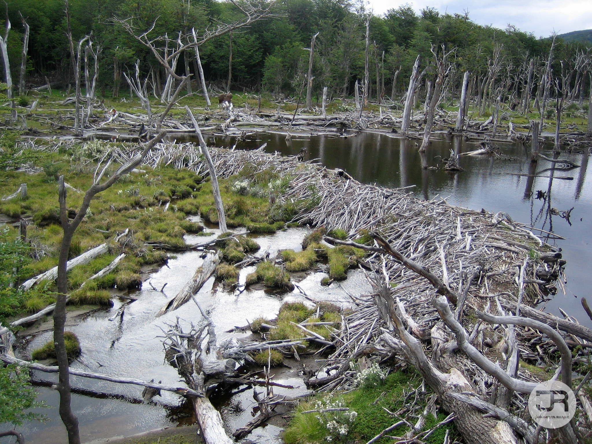 Canon DIGITAL IXUS 30 sample photo. Dead wood near ushuaia photography