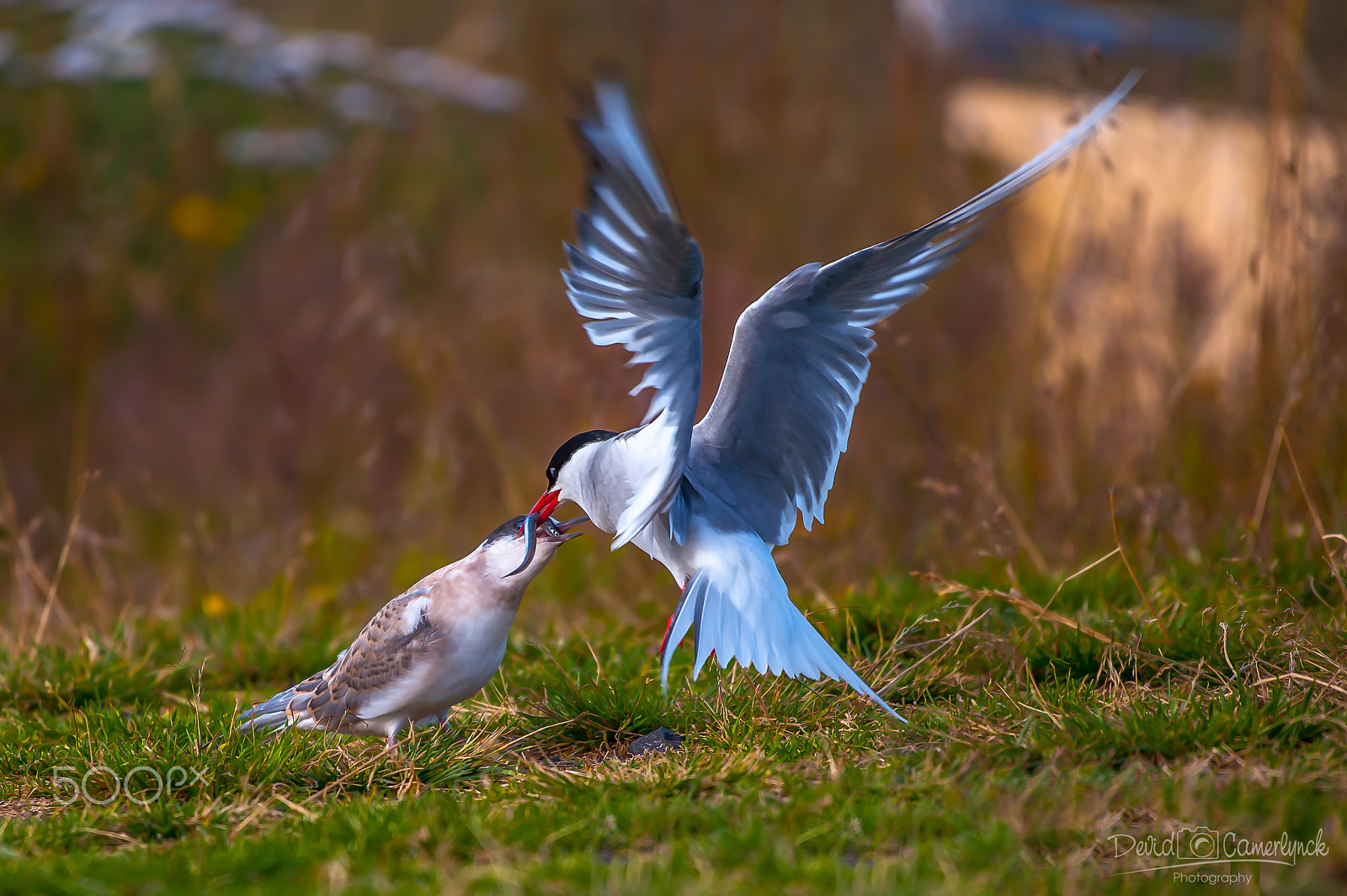 Nikon AF-S Nikkor 200-500mm F5.6E ED VR sample photo. Artis stern feeding photography