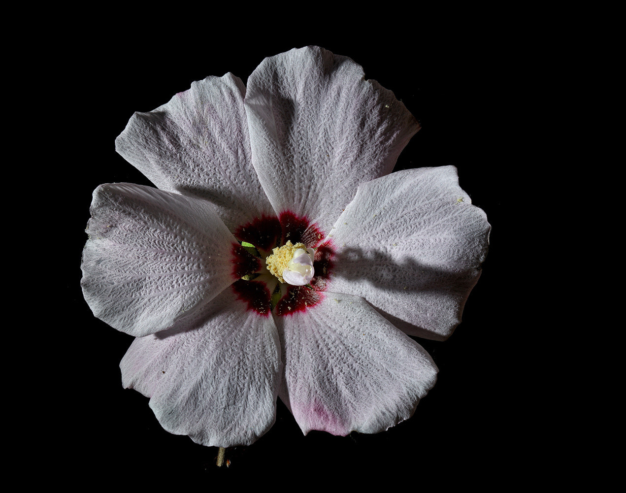 100mm F2.8 SSM sample photo. White rose of sharon face photography