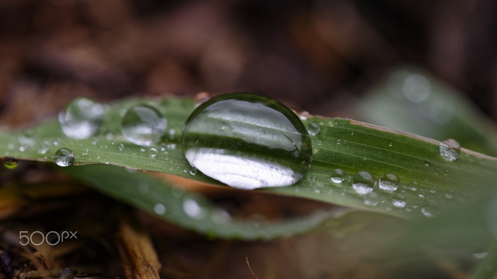 Nikon AF-S Micro-Nikkor 60mm F2.8G ED sample photo. Water drops photography