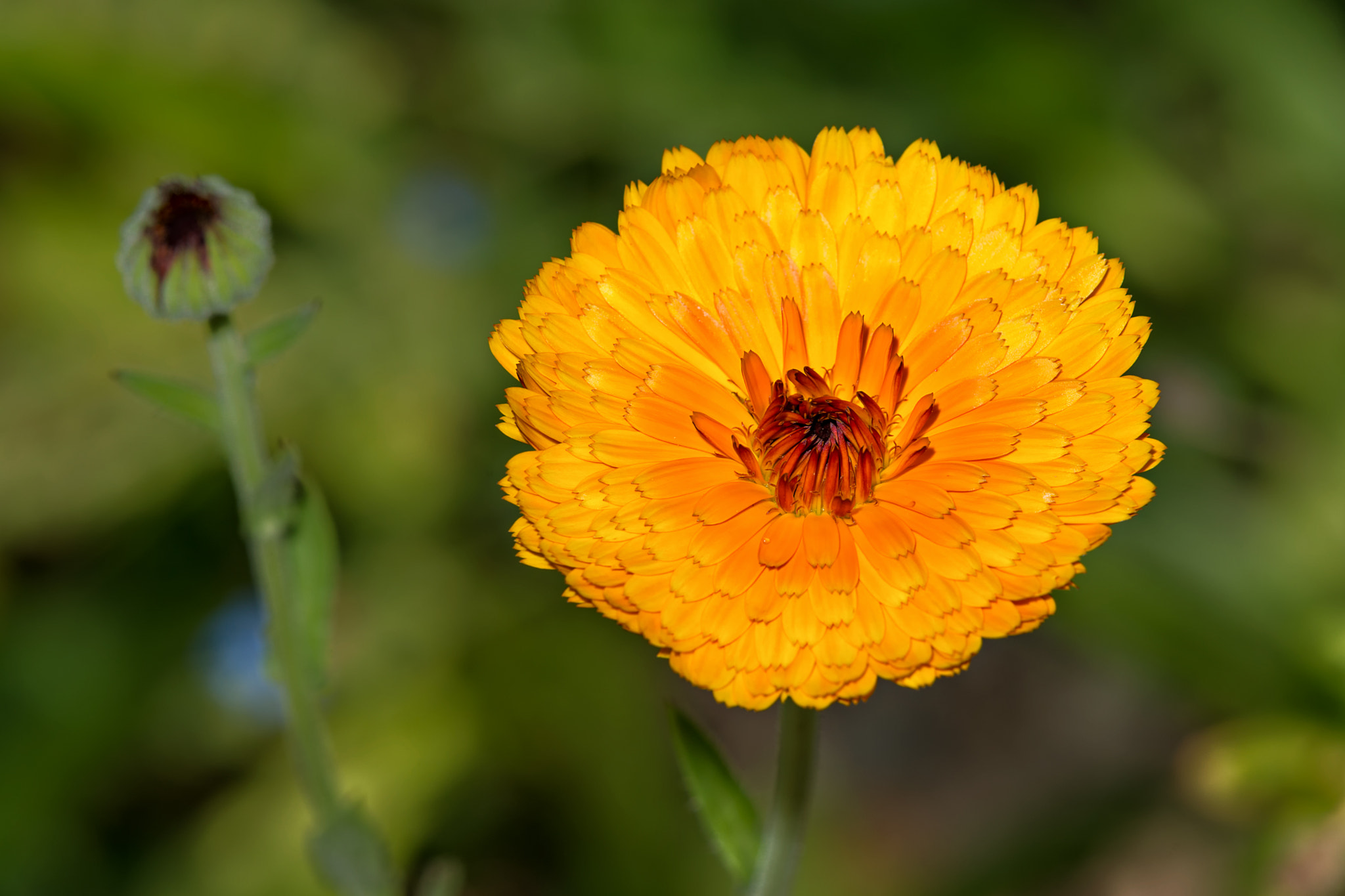 Sony a99 II sample photo. Golden flower photography