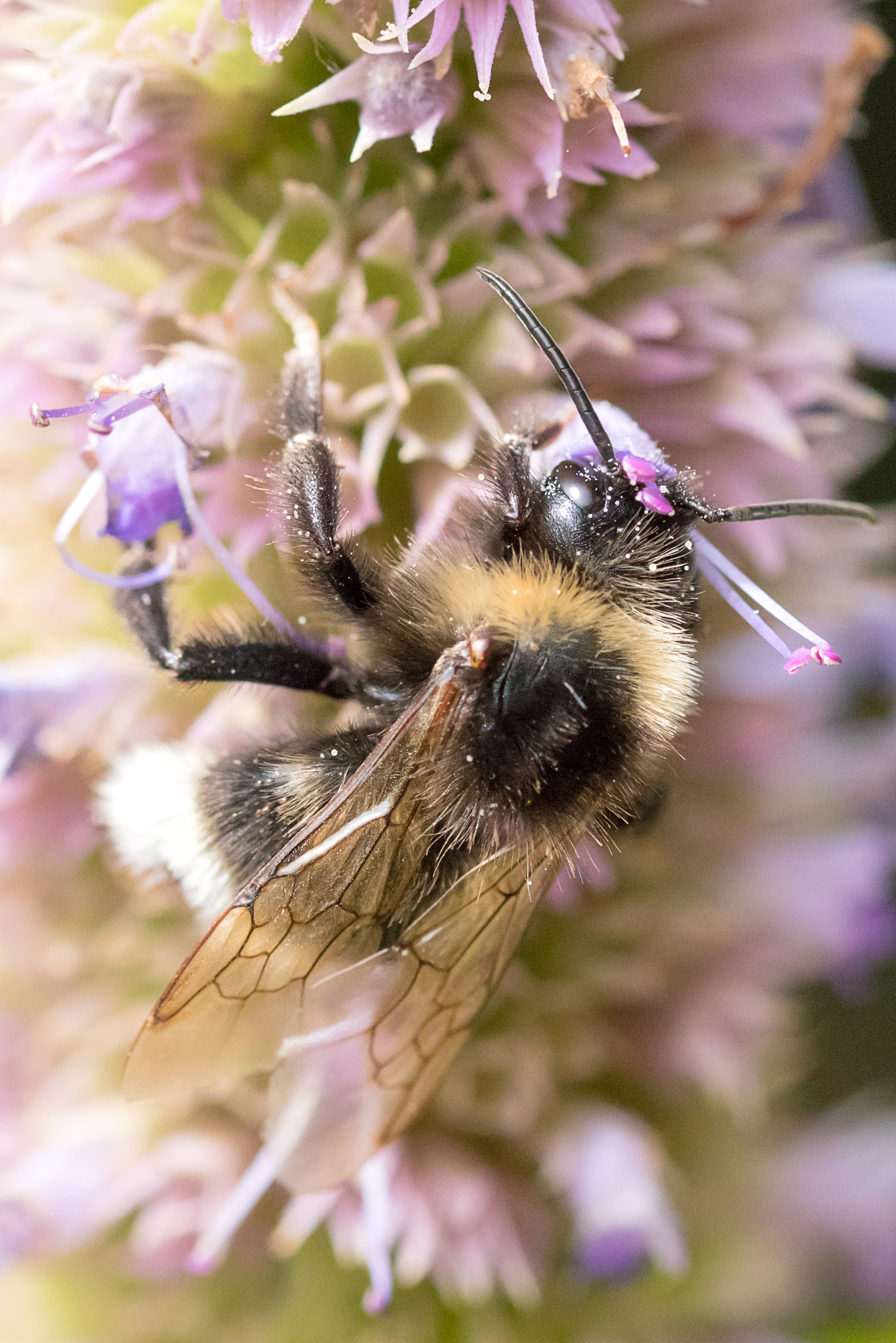 Sigma 105mm F2.8 EX DG OS HSM sample photo. The pollinator photography