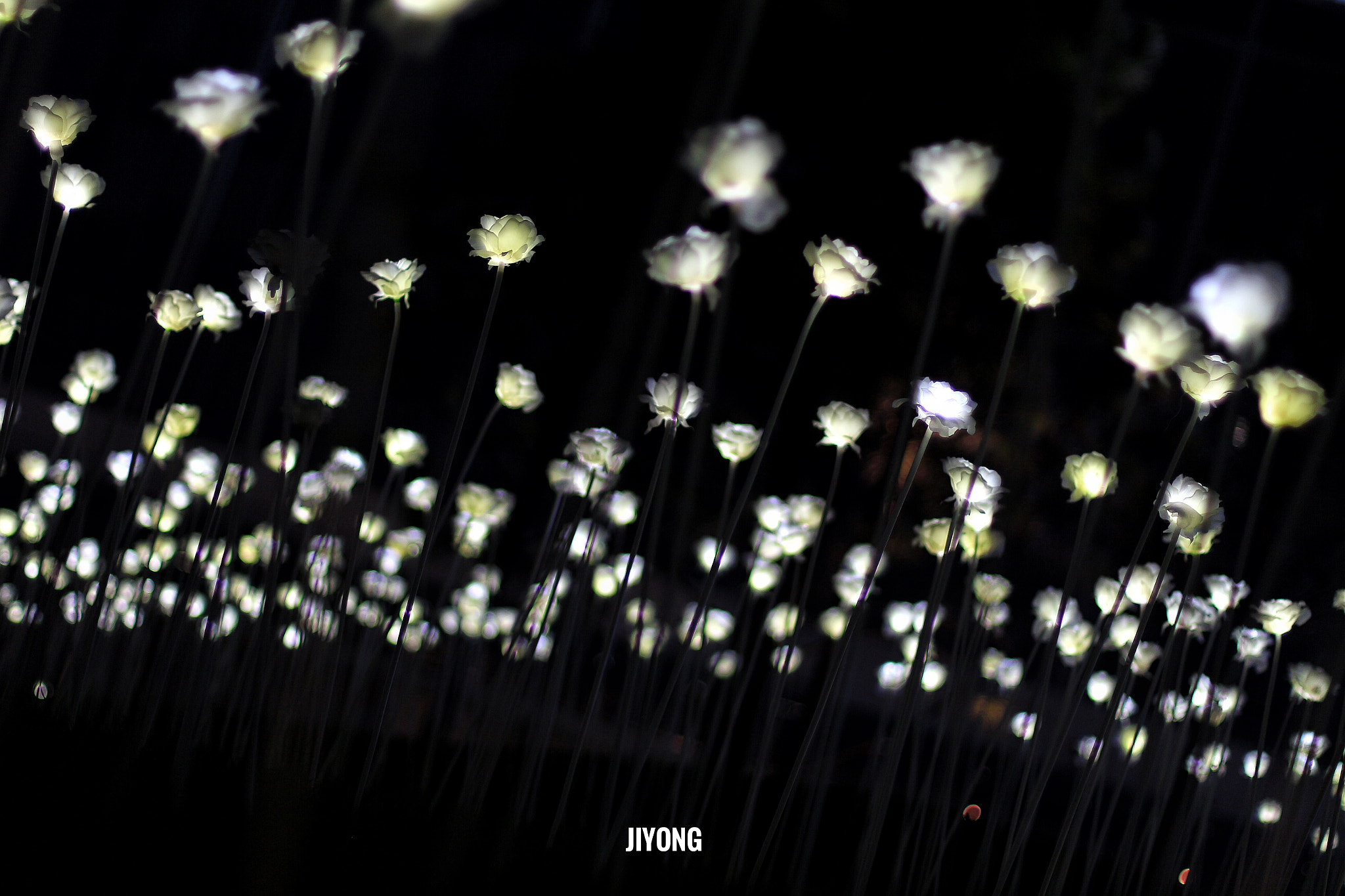 Canon EF 50mm F1.4 USM sample photo. Light rose garden photography