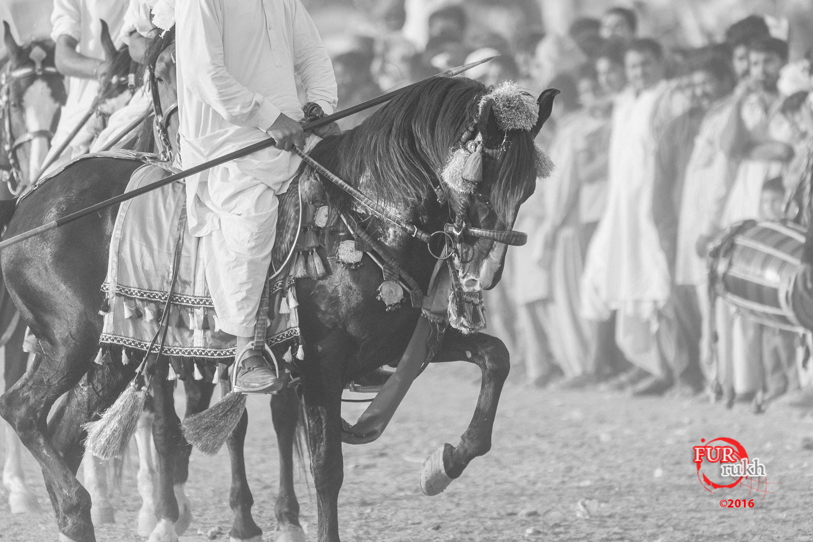 Sigma 150-600mm F5-6.3 DG OS HSM | C sample photo. Pride, we must take... photography