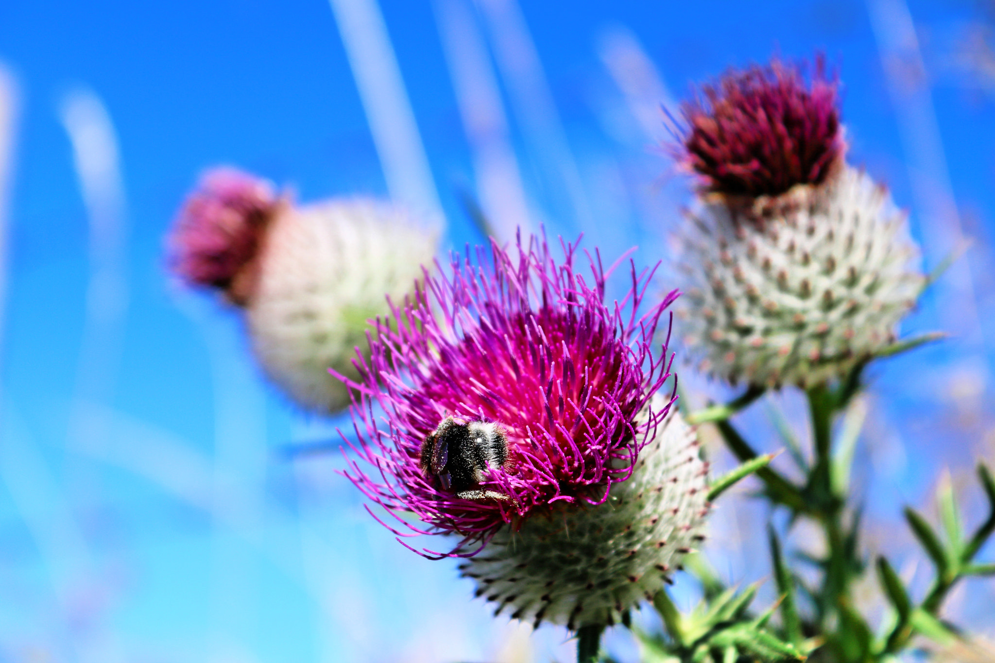 Canon EOS 760D (EOS Rebel T6s / EOS 8000D) sample photo. Gourmandise photography