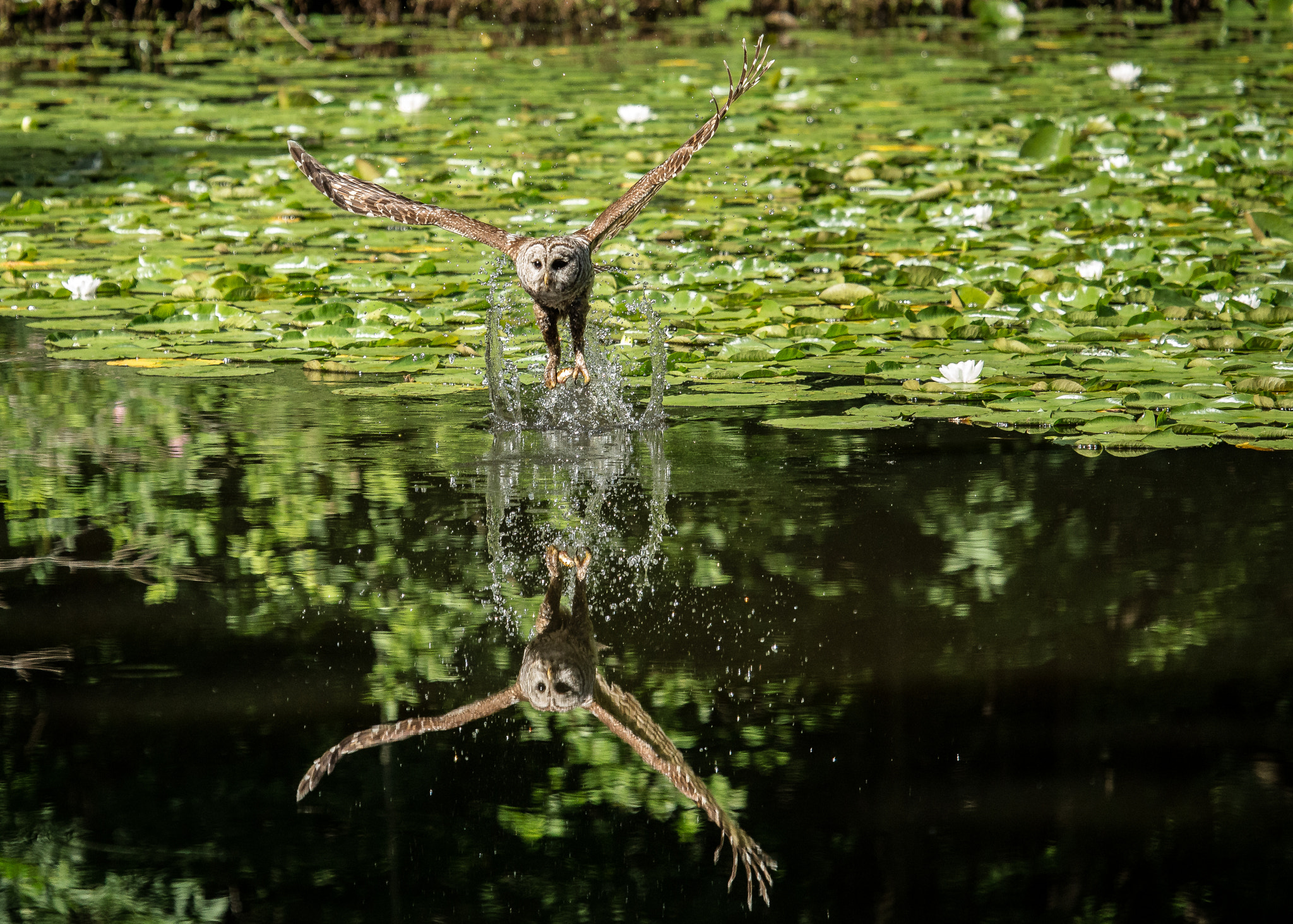 Canon EF 100-400mm F4.5-5.6L IS USM sample photo. Barred owl's returns...... photography