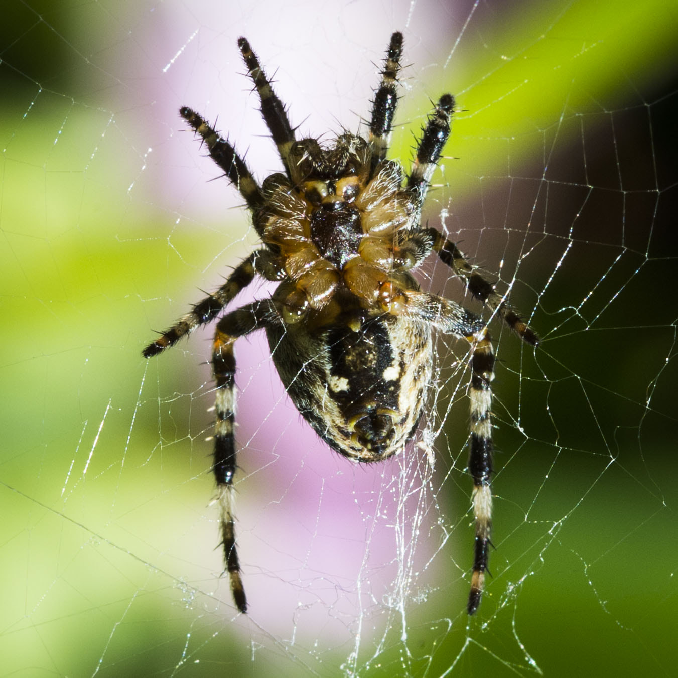 Sigma 105mm F2.8 EX DG OS HSM sample photo. Spinne photography