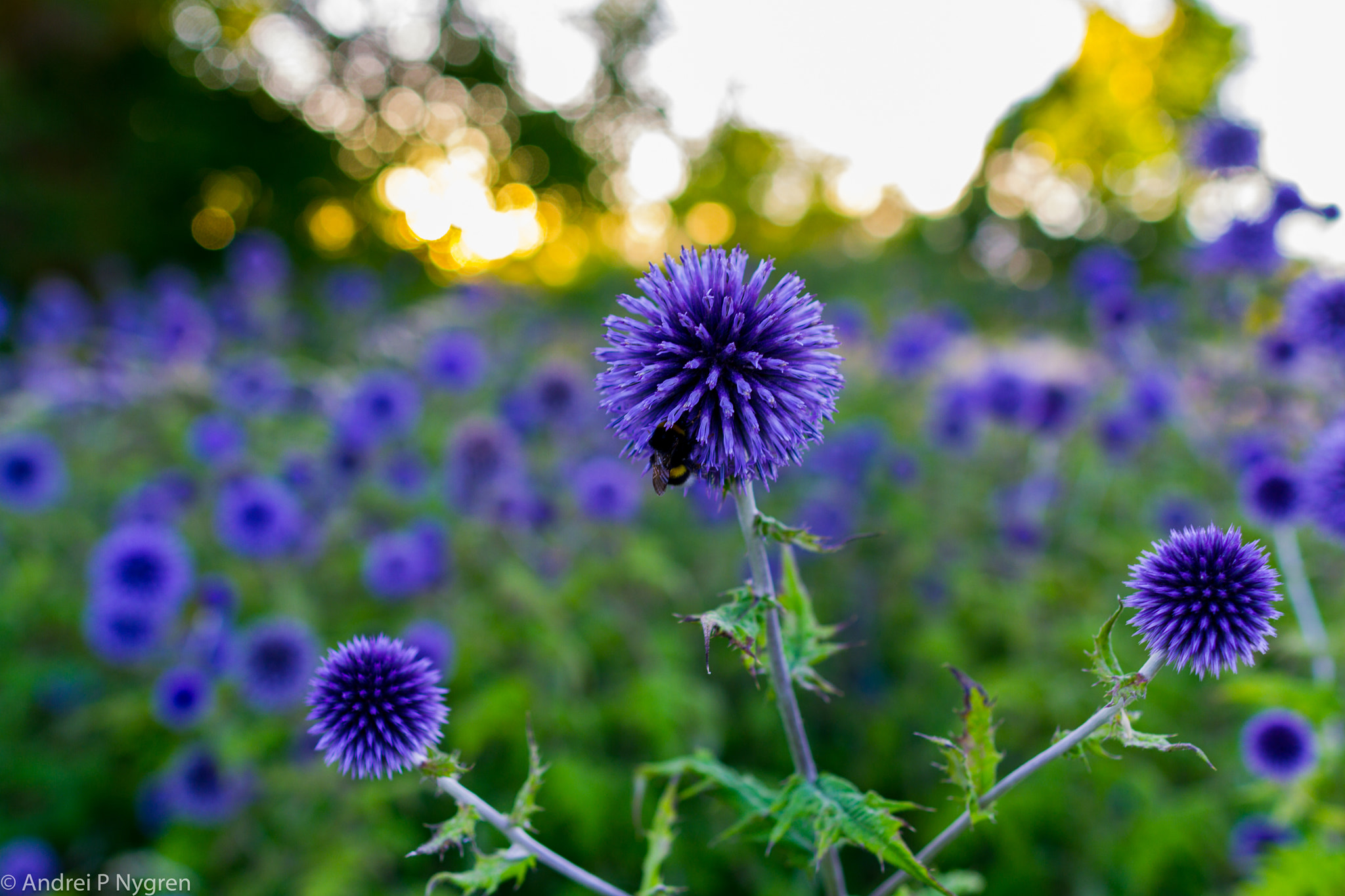 Canon EOS 7D + Canon EF 24mm F1.4L II USM sample photo. Virus photography