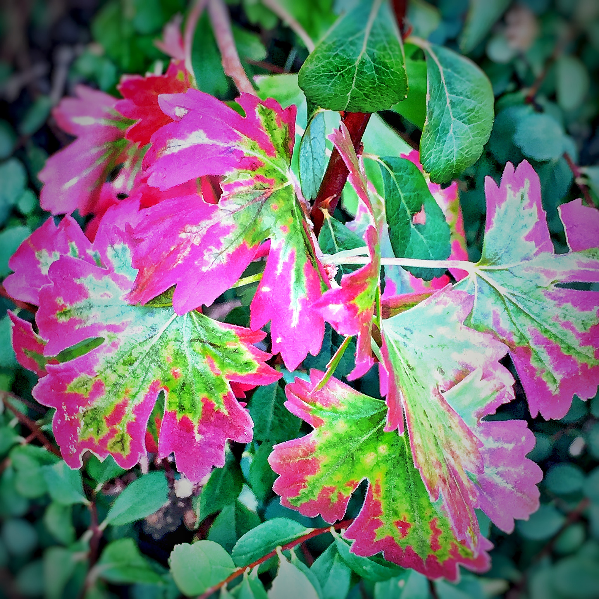 Apple iPhone7,2 sample photo. Autumn is fast approaching :) photography