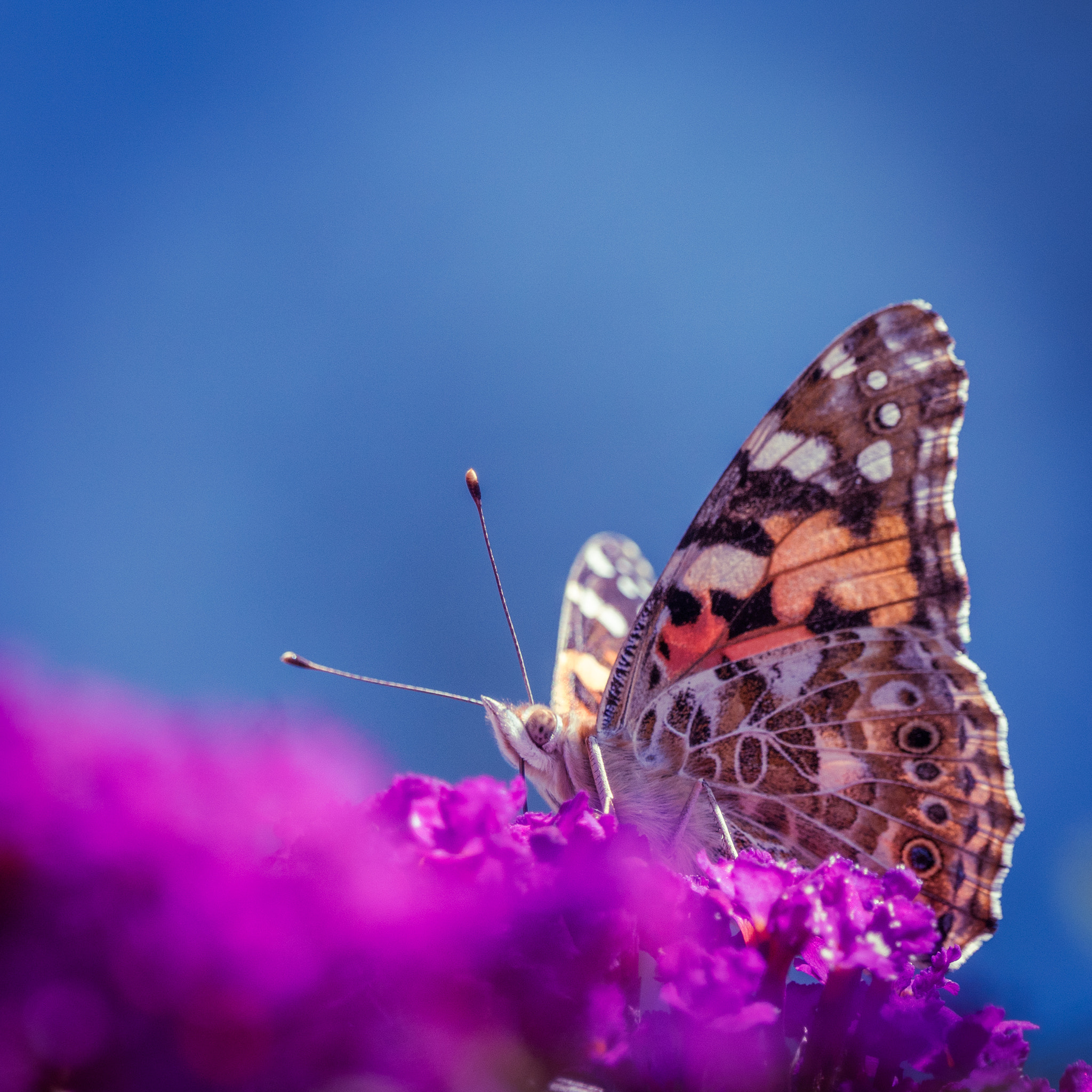 Sony ILCA-77M2 + Sony 70-400mm F4-5.6 G SSM sample photo. Butterfly photography
