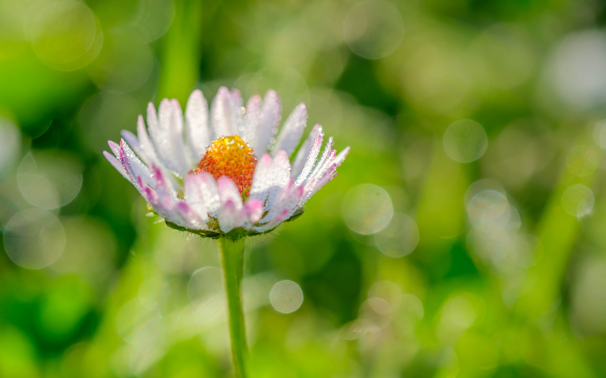 Fujifilm X-Pro2 + Fujifilm XF 60mm F2.4 R Macro sample photo. Cocktail de rosée photography