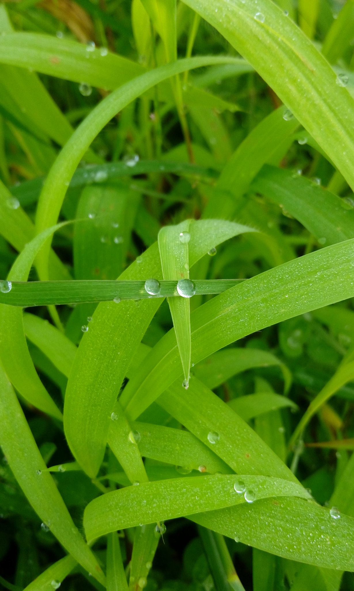 HTC DESIRE 820G PLUS DUAL SIM sample photo. Water drops photography