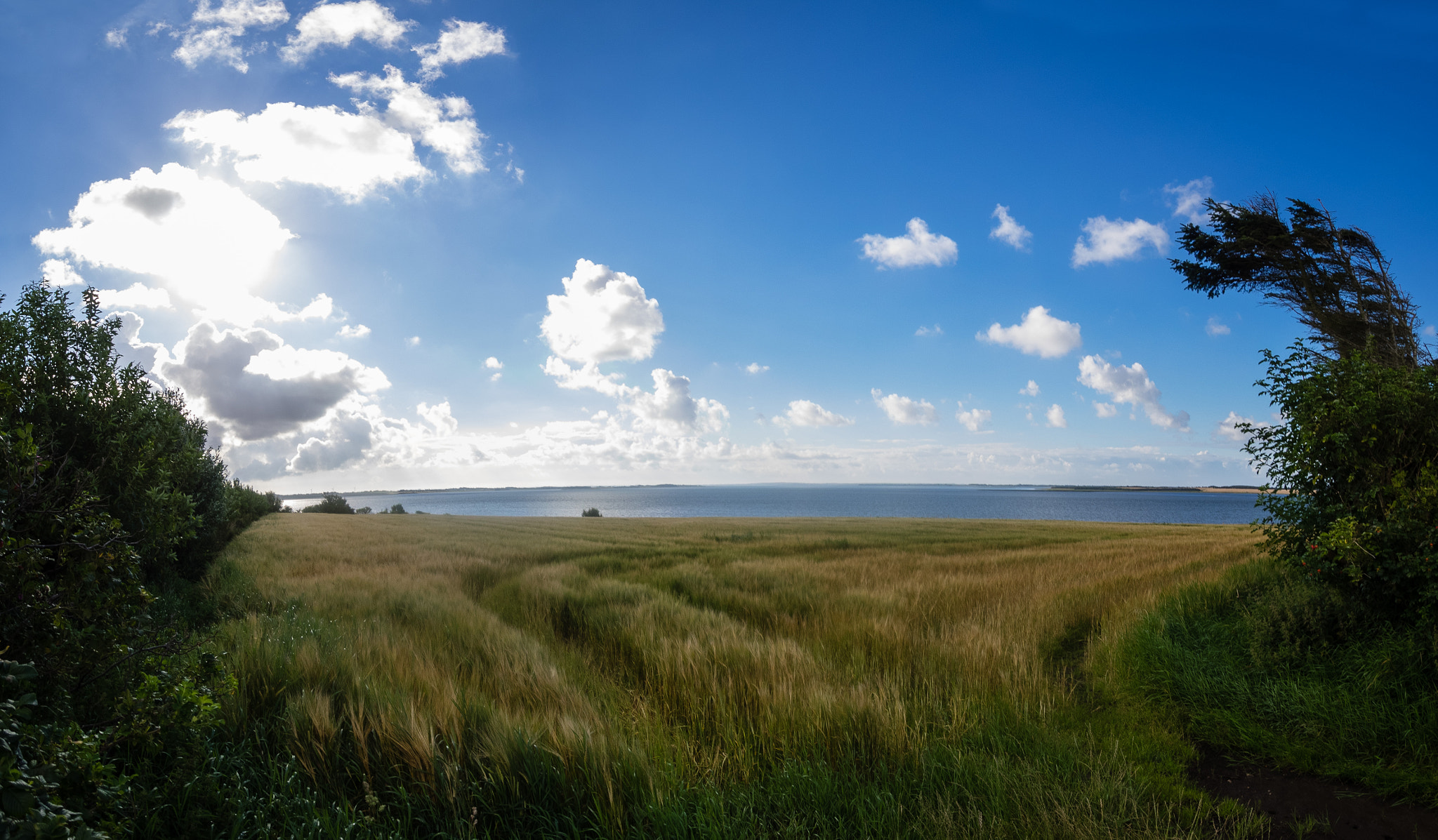 Olympus OM-D E-M1 + OLYMPUS M.9-18mm F4.0-5.6 sample photo. Danish summer 1 photography