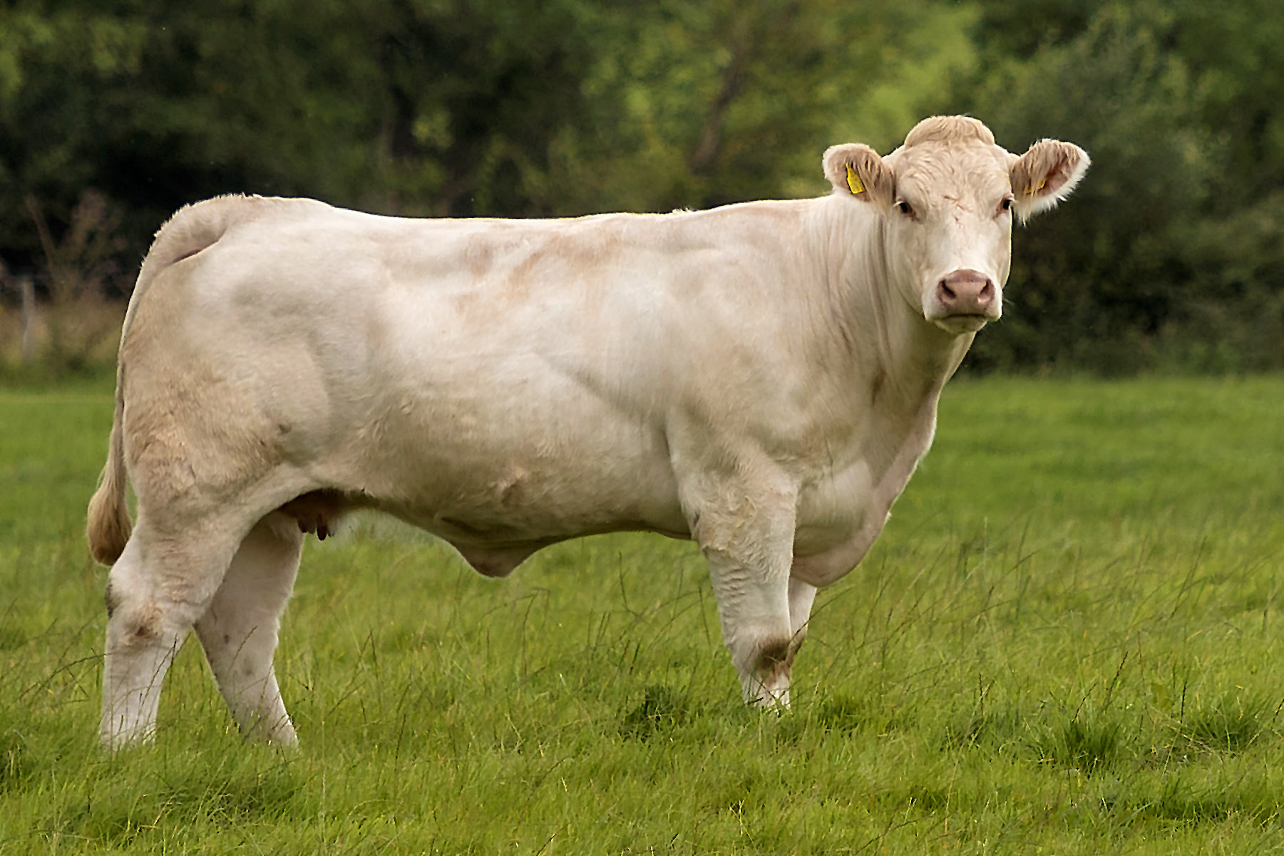 Canon EOS 80D + Canon EF 70-200mm F4L IS USM sample photo. Charolais beef cow photography