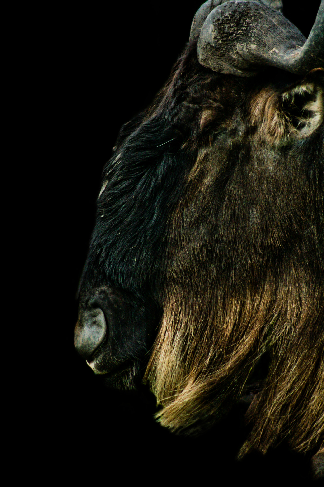 Canon EF 75-300mm f/4-5.6 USM sample photo. Profile of the wildebeest photography