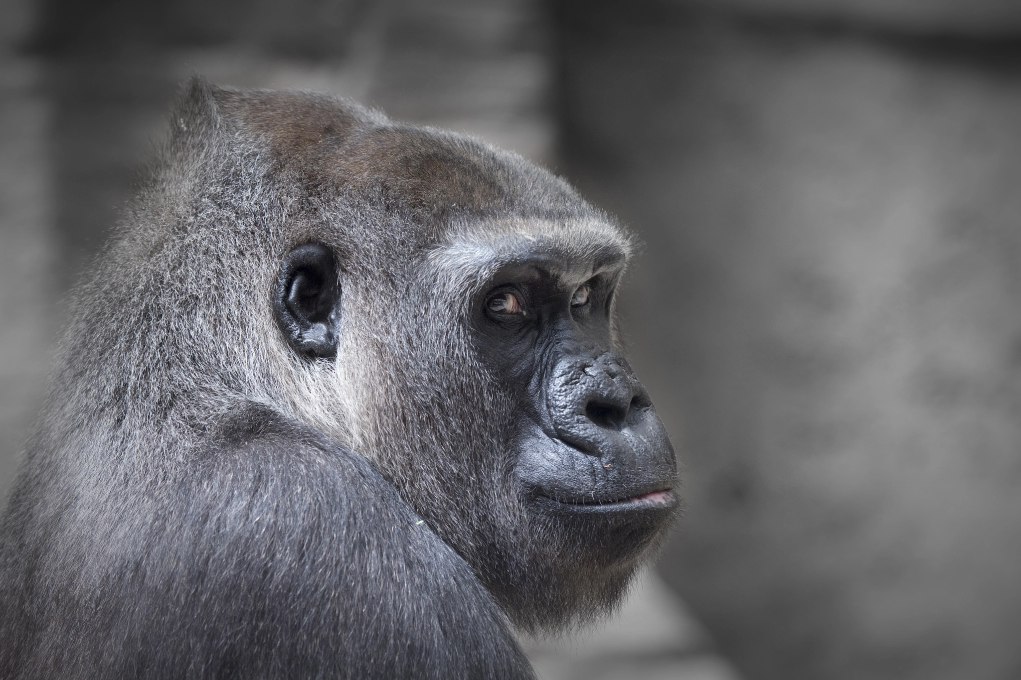 Canon EOS-1D X + Canon EF 100-400mm F4.5-5.6L IS USM sample photo. Gorilla photography