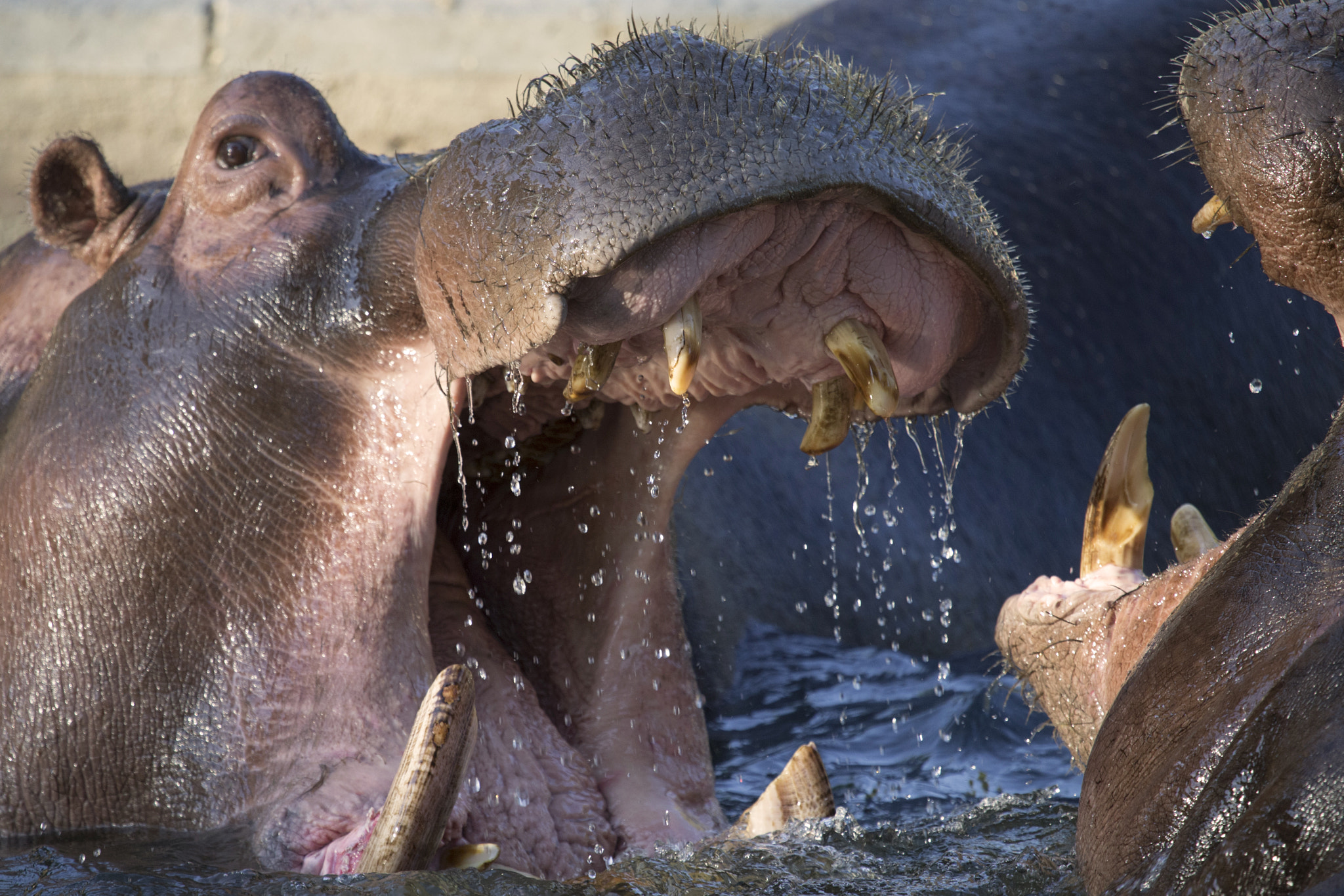 Canon EF 100-400mm F4.5-5.6L IS USM sample photo. Hippopotamus fighting photography