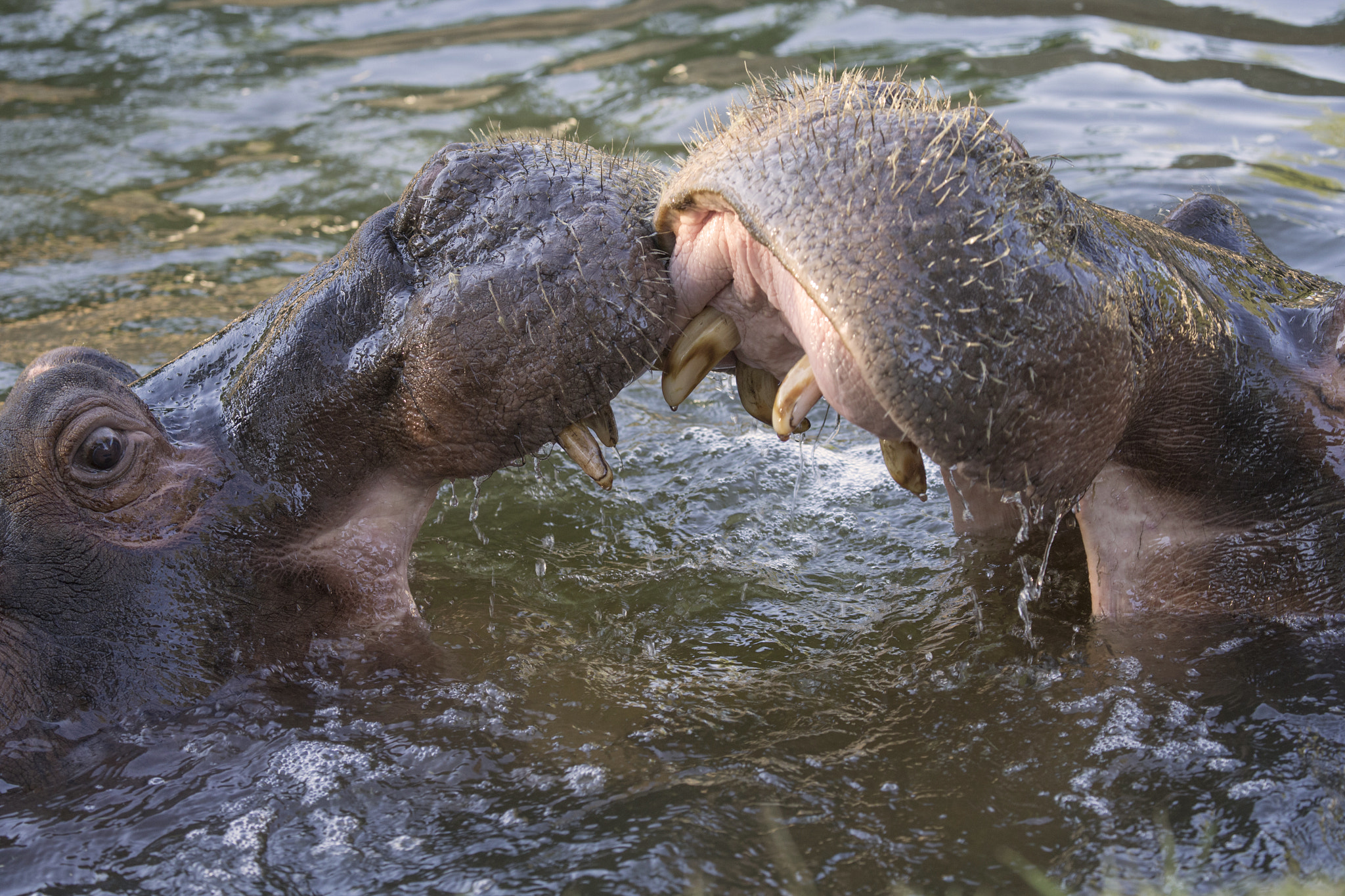 Canon EOS-1D X + Canon EF 100-400mm F4.5-5.6L IS USM sample photo. Hippopotamus fighting photography