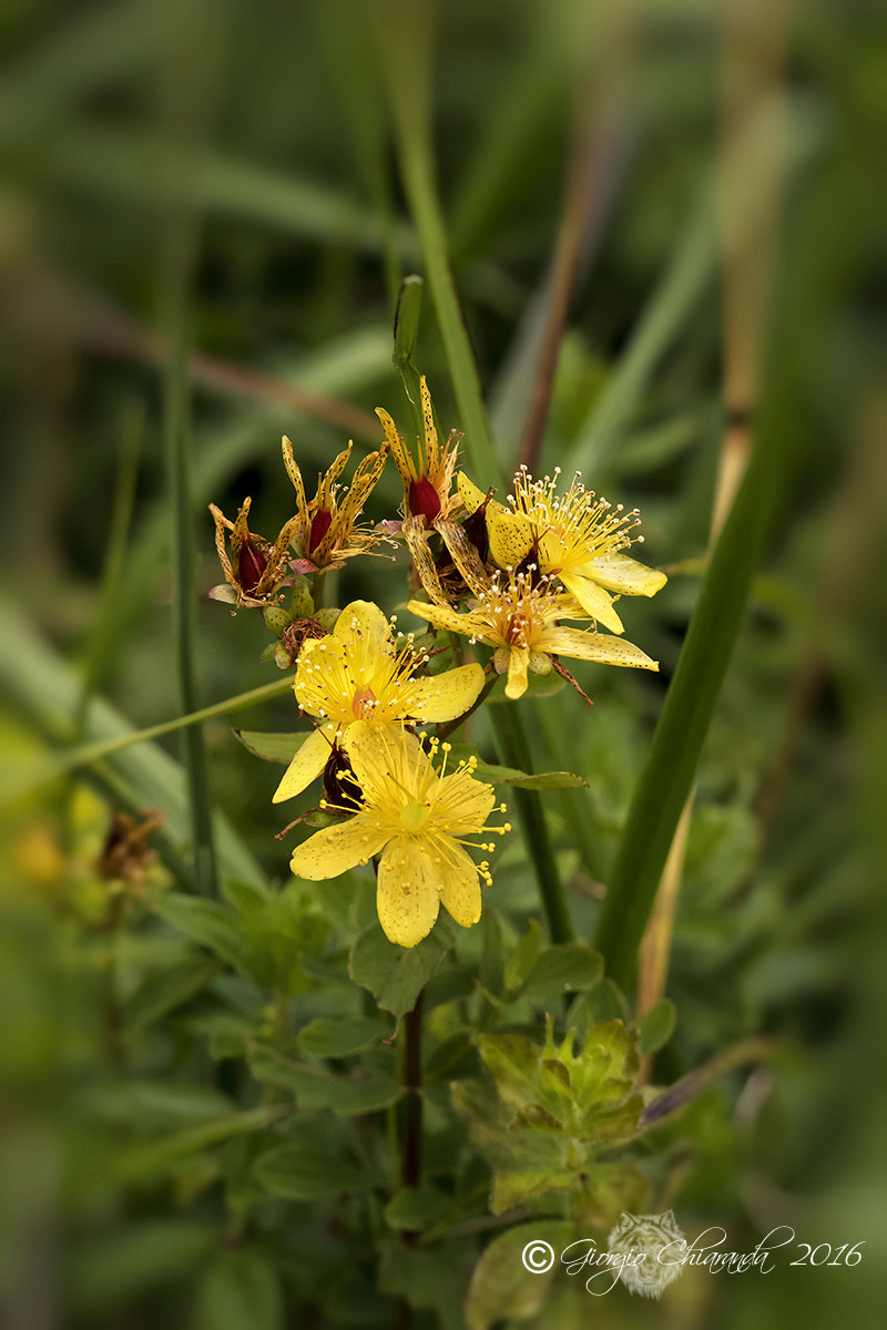 Sigma APO Macro 150mm f/2.8 EX DG HSM sample photo. Hypericum perforatum photography