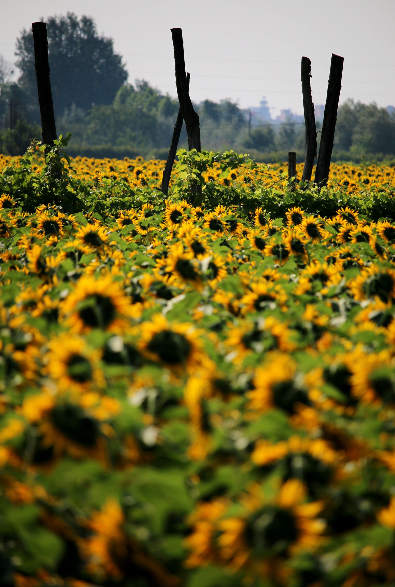 Canon EF-S 55-250mm F4-5.6 IS STM sample photo. Estate a bologna photography