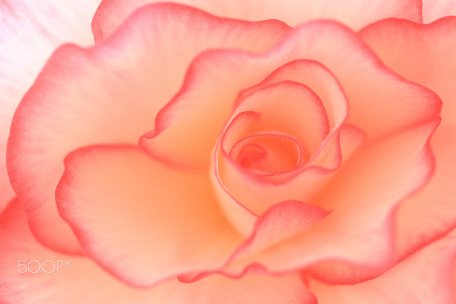 Canon EF-S 60mm F2.8 Macro USM sample photo. Begonia photography