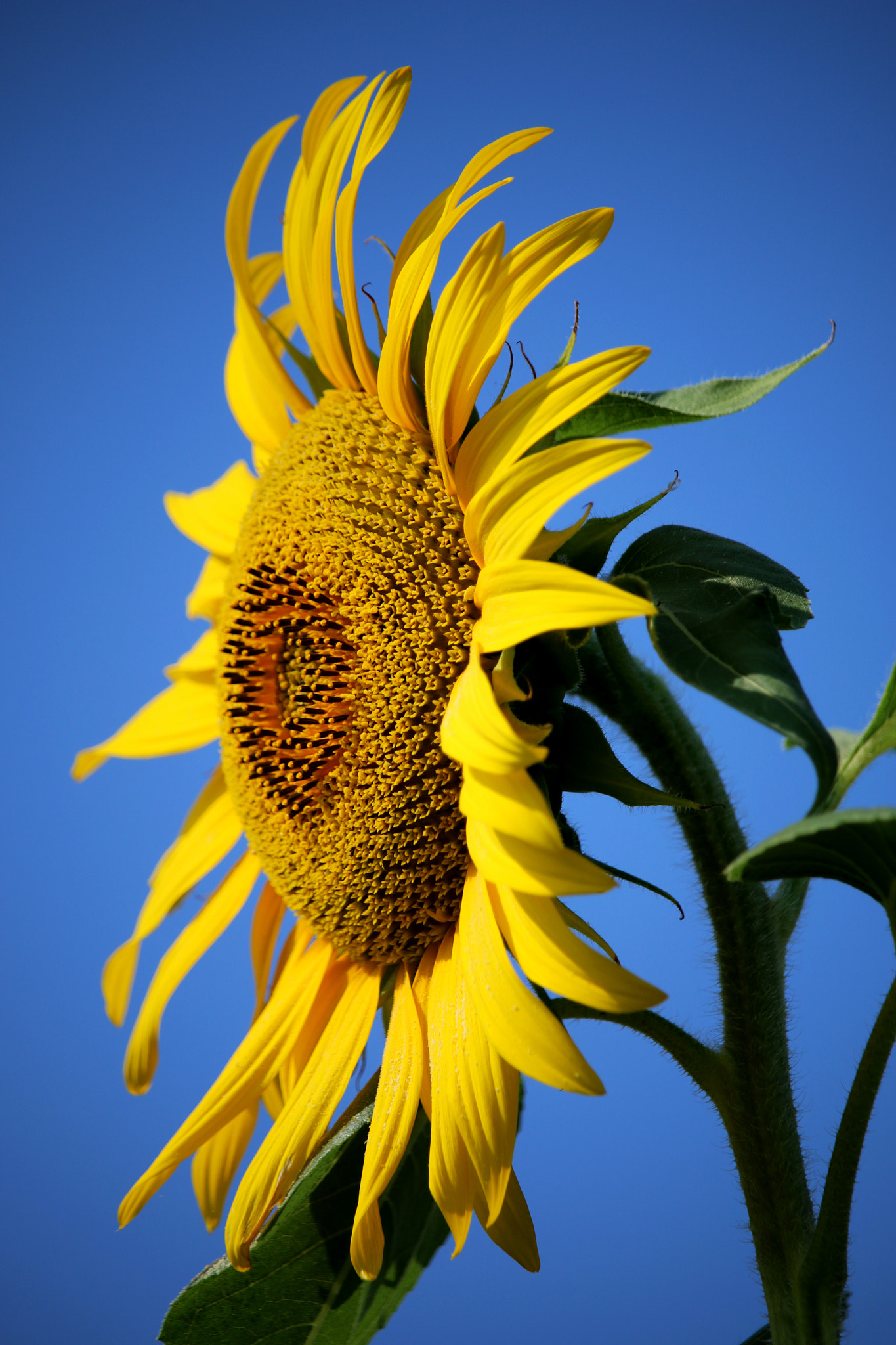 Canon EF-S 55-250mm F4-5.6 IS STM sample photo. Estate a bologna photography