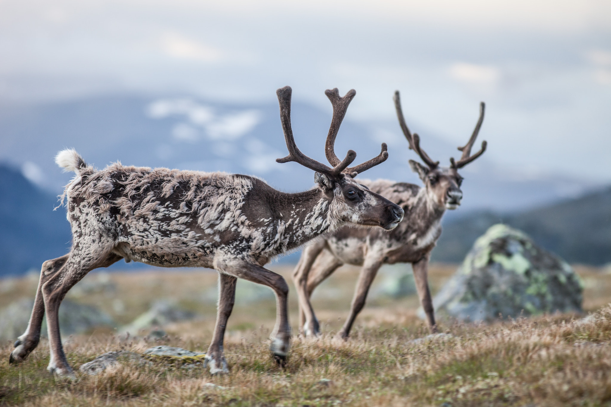 Canon EF 300mm F4L IS USM sample photo. Reindeer photography