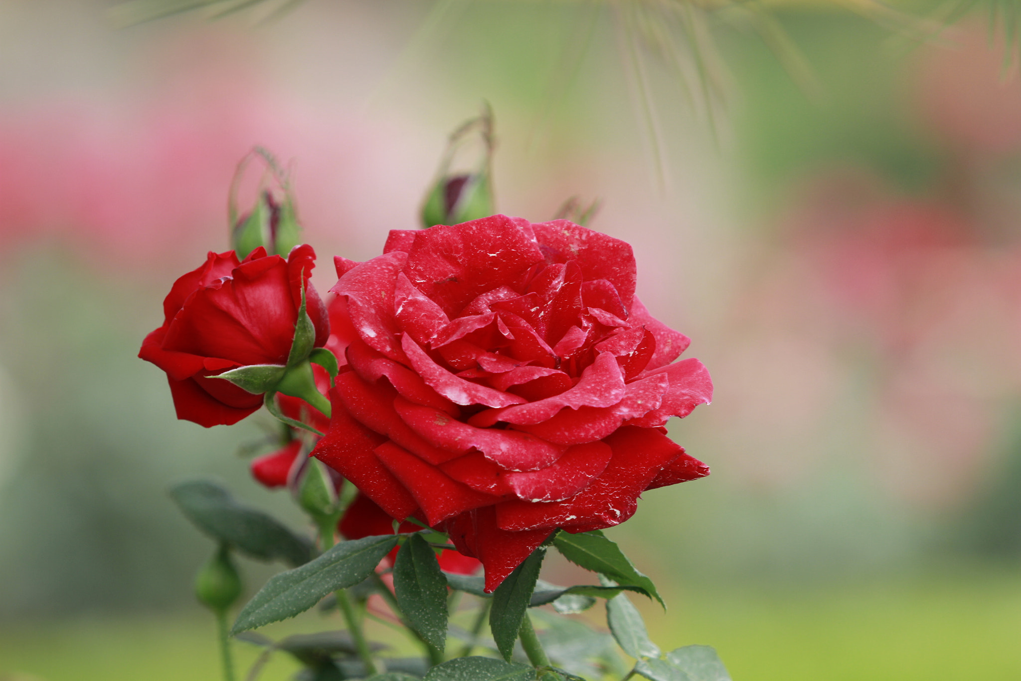 Canon EF 100-400mm F4.5-5.6L IS USM sample photo. 红色牡丹花 photography