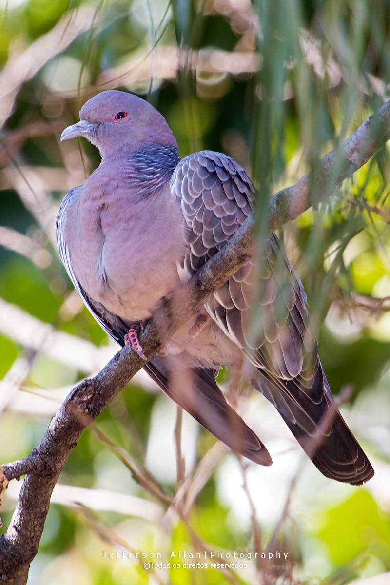 Canon EF 100-400mm F4.5-5.6L IS USM sample photo. Pombinha photography