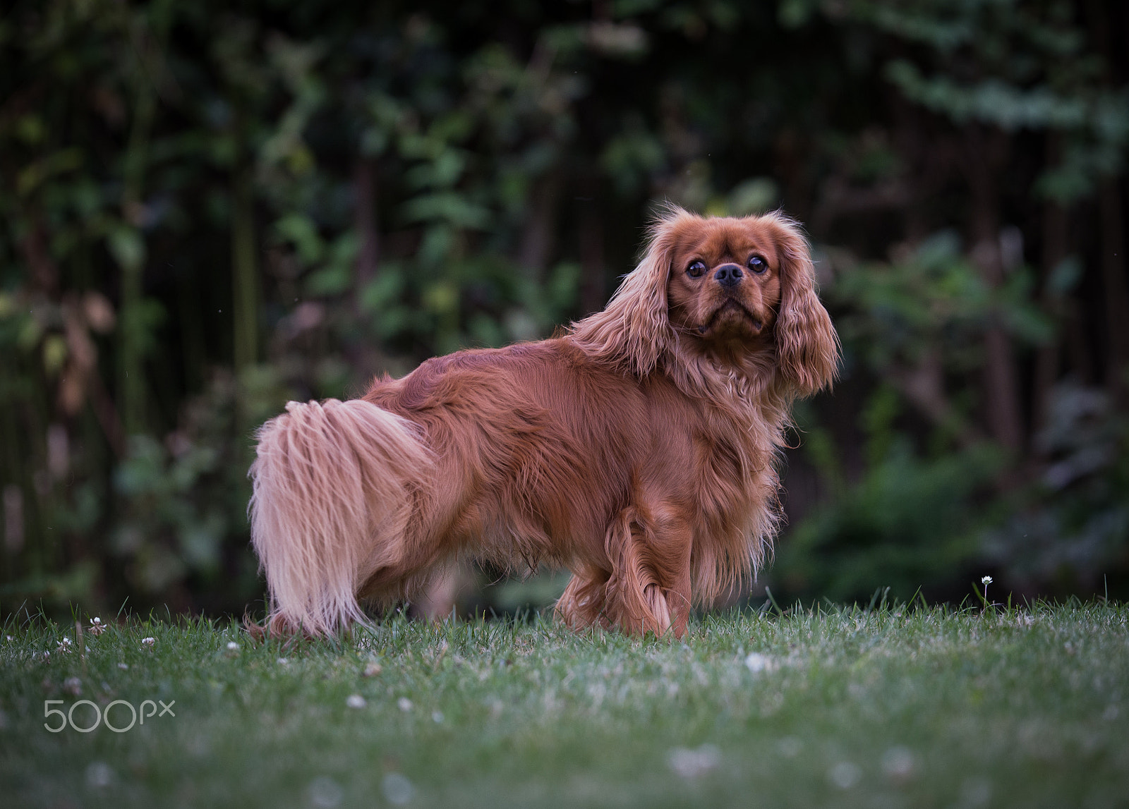 Nikon D600 + Nikon AF-S Nikkor 200mm F2G ED VR II sample photo. My king charles spaniel photography