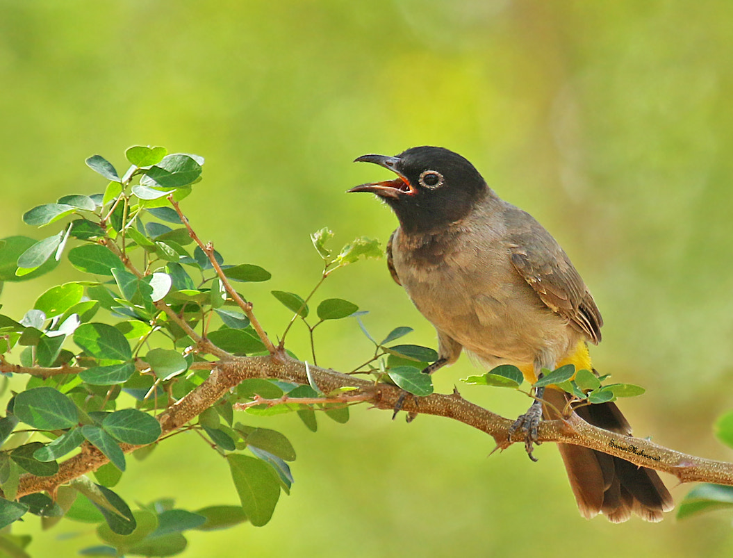 Canon EOS 7D Mark II + Canon EF 100-400mm F4.5-5.6L IS USM sample photo. Bulbul photography