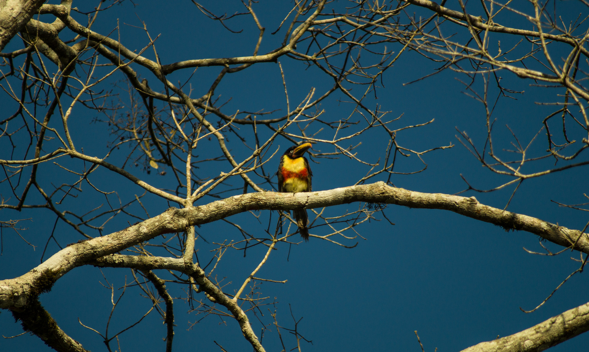 Minolta AF 100-300mm F4.5-5.6 APO [New] sample photo. A bird observing the landscape! photography