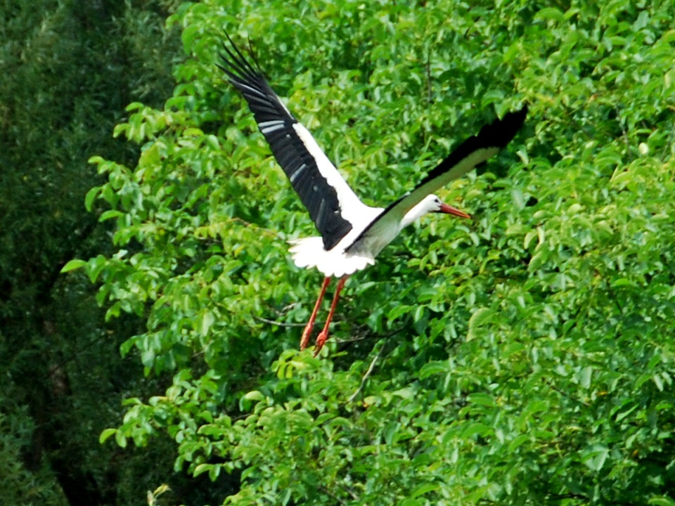 Nikon D60 sample photo. Stork photography