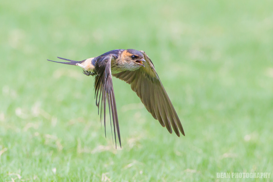 Canon EOS-1D Mark IV sample photo. Wow photography