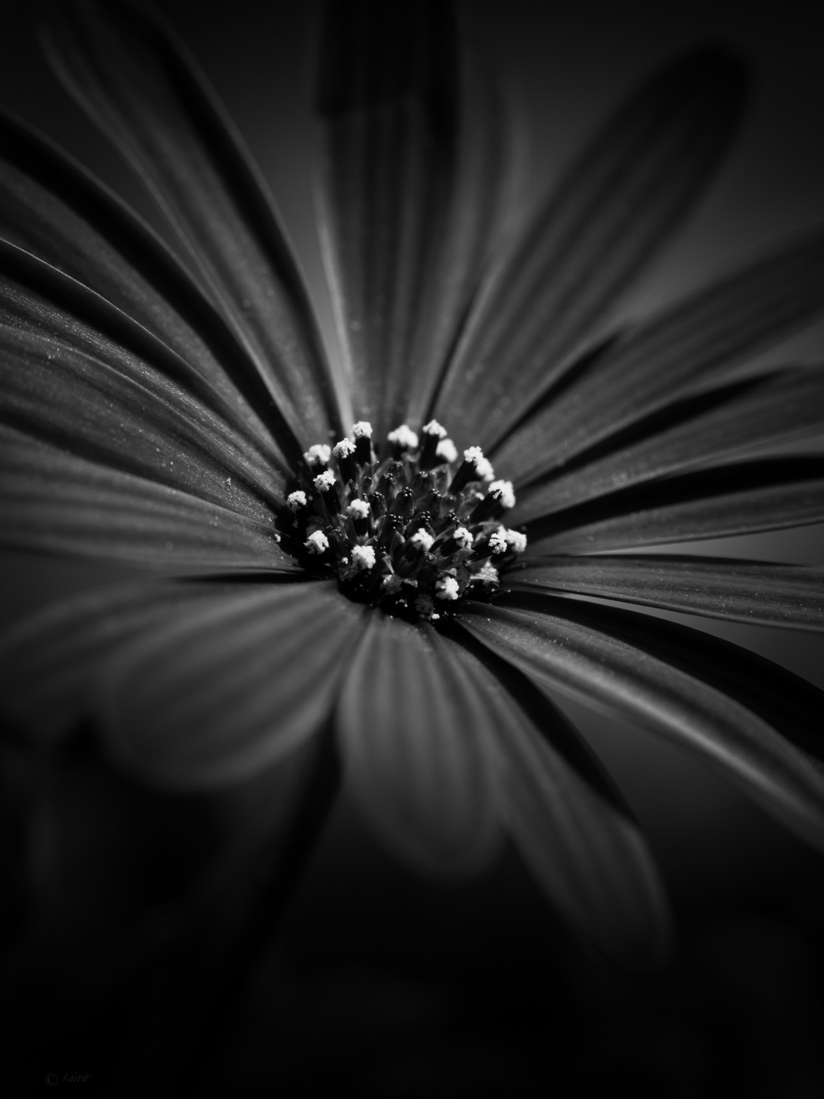 Tamron AF 55-200mm F4-5.6 Di II LD Macro sample photo. ... photography