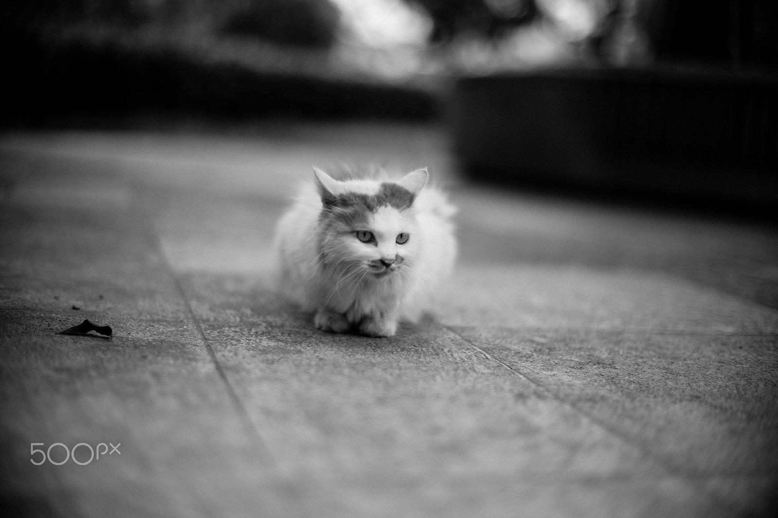 Leica M9 + Noctilux-M 50mm f/1 sample photo. L1017730-2.jpg photography