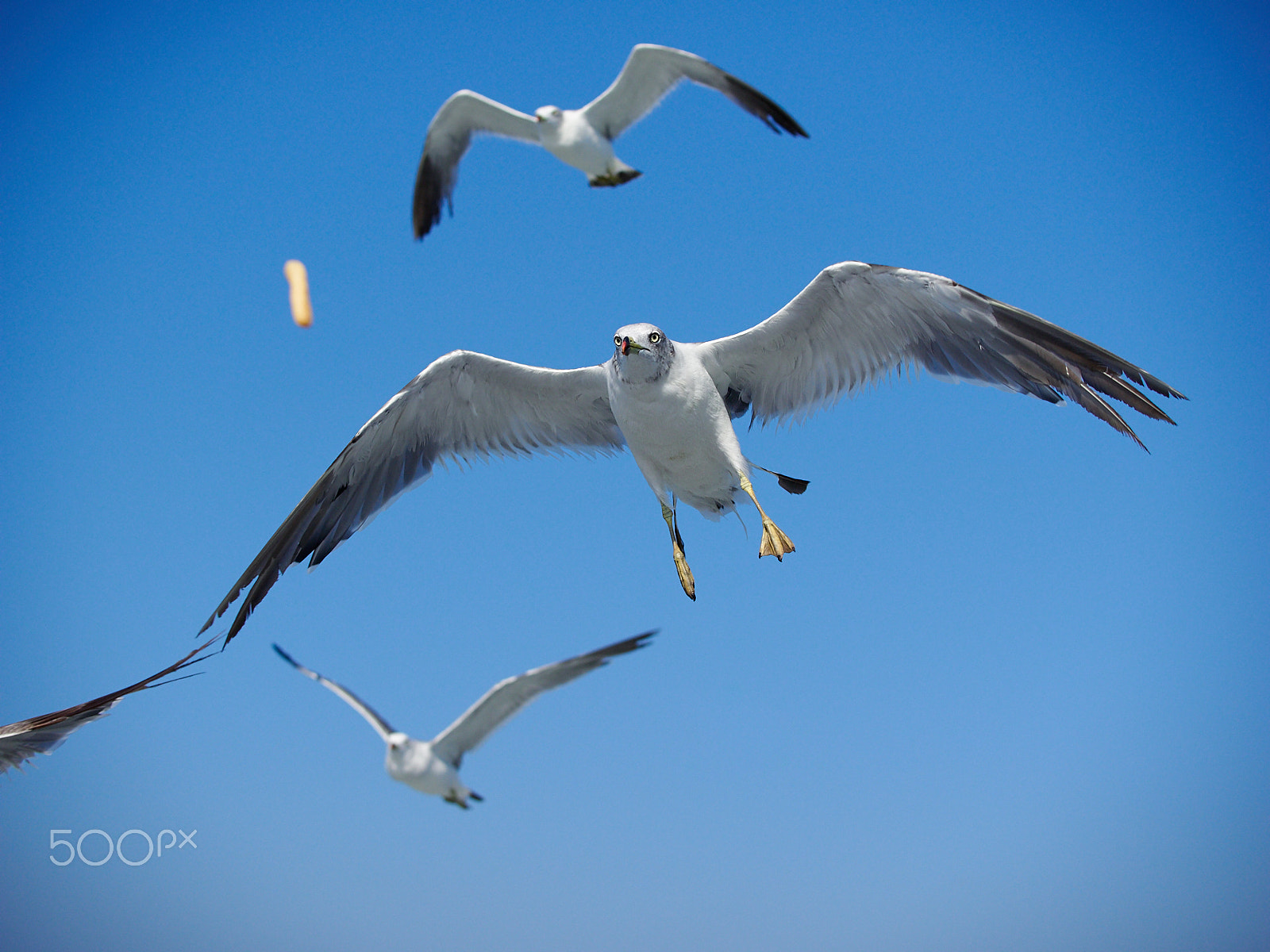 Panasonic Lumix G X Vario 35-100mm F2.8 OIS sample photo. Prey photography