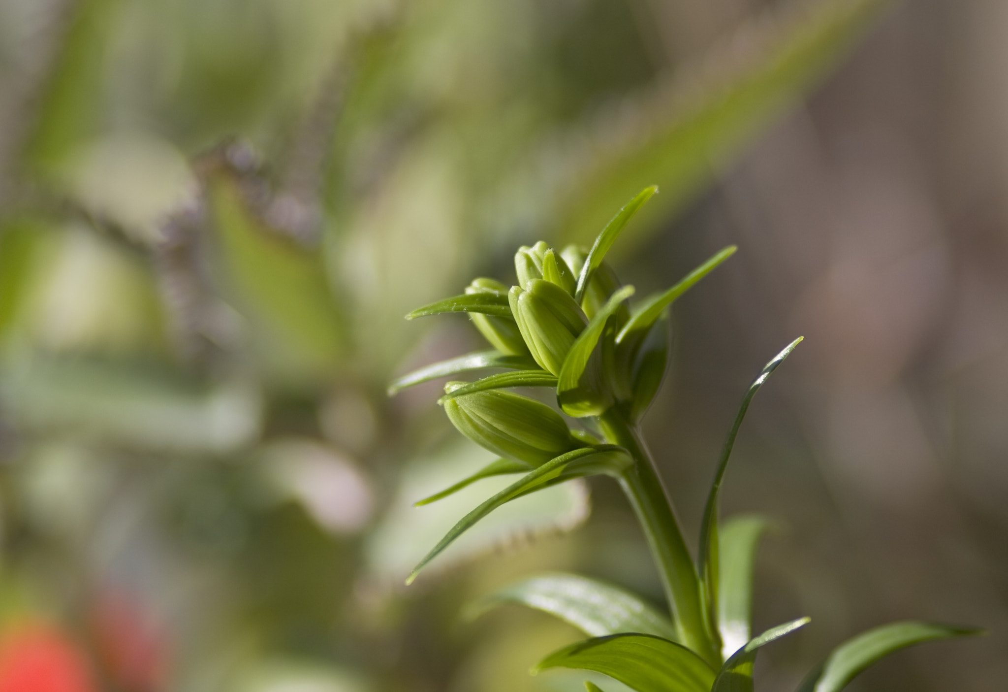 Canon EF 100mm F2.0 USM sample photo. цветок на окне photography