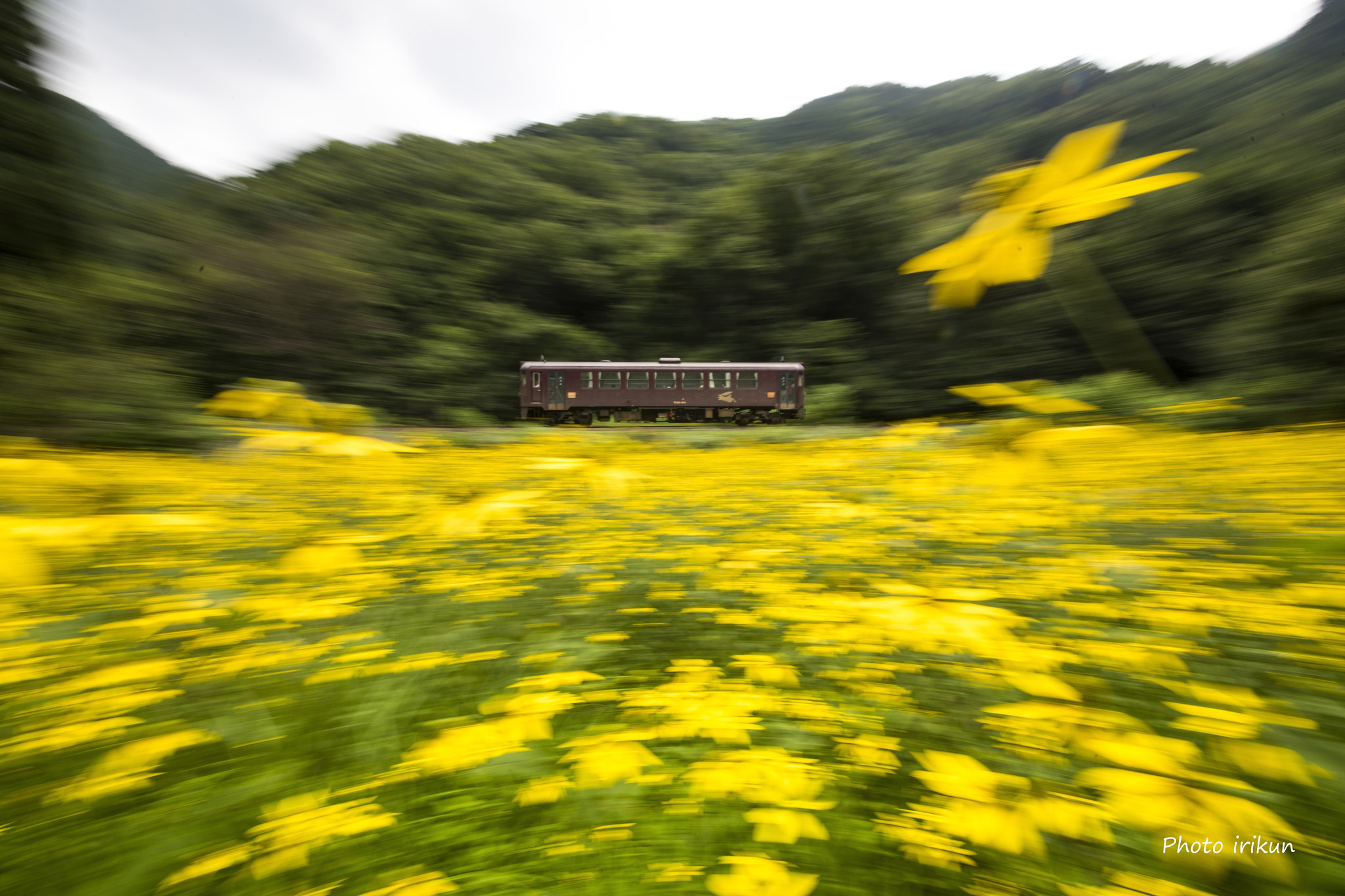 Sigma 12-24mm F4.5-5.6 II DG HSM sample photo. Yellow flower garden photography