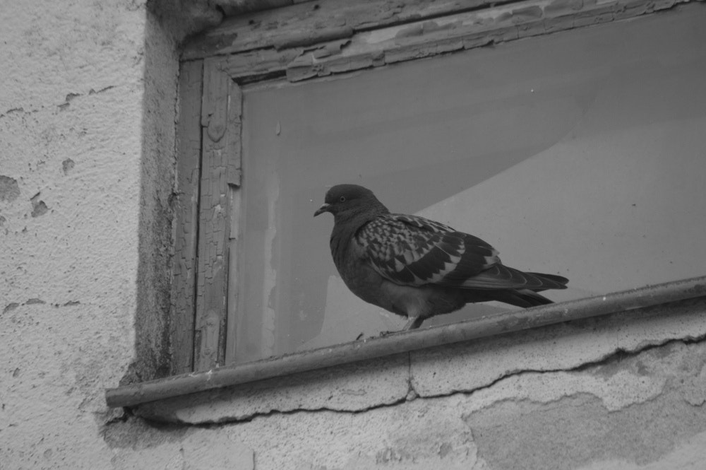 Sigma 70-300mm F4-5.6 APO Macro Super II sample photo. Urban species photography