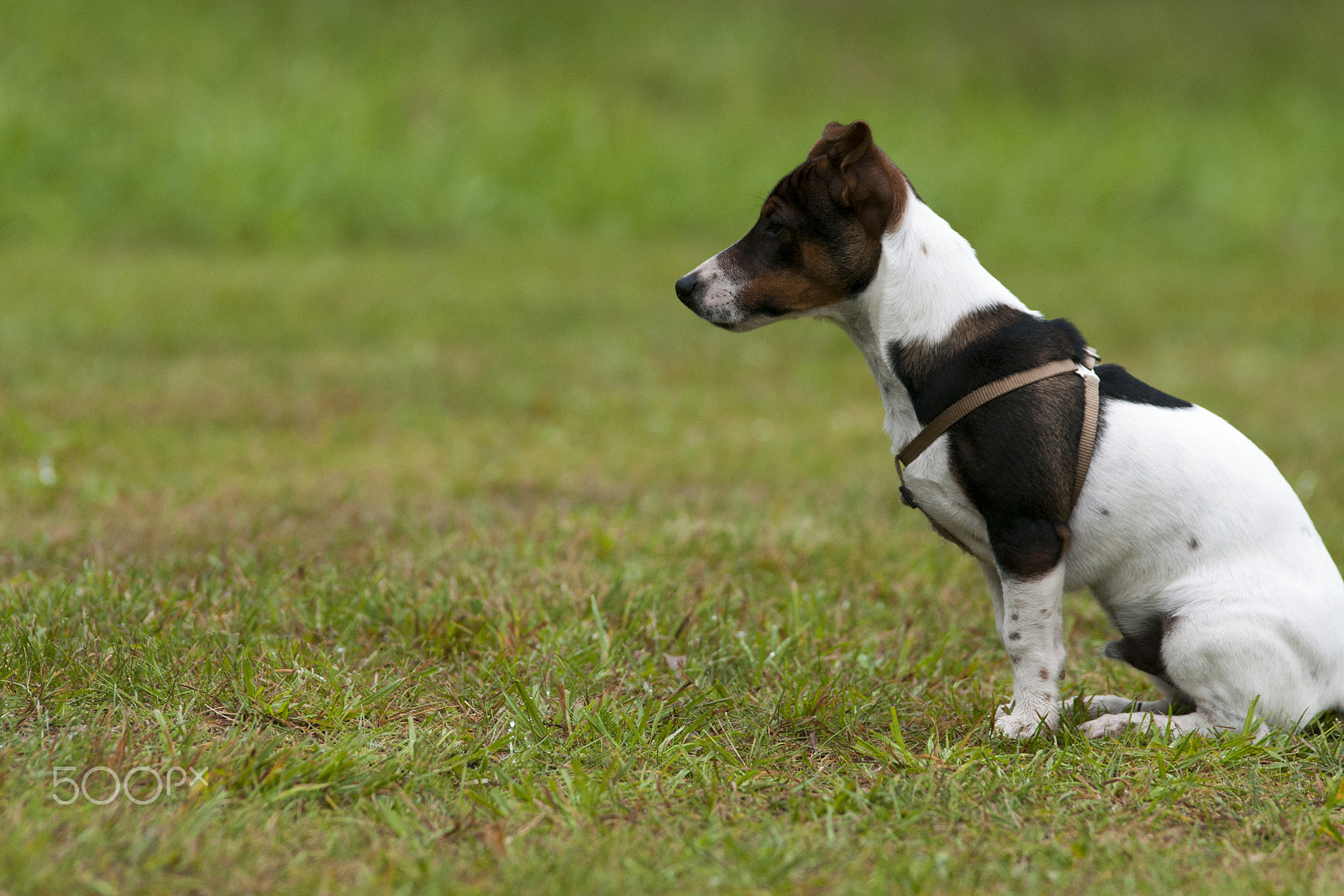 Pentax K20D sample photo. Pluuto photography
