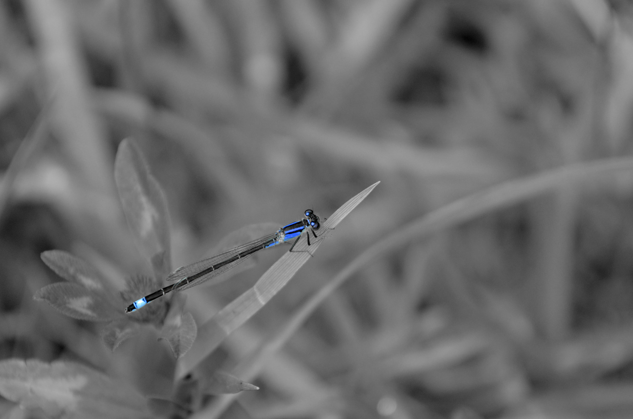 Nikon AF-S Nikkor 70-200mm F4G ED VR sample photo. Dragonfly photography