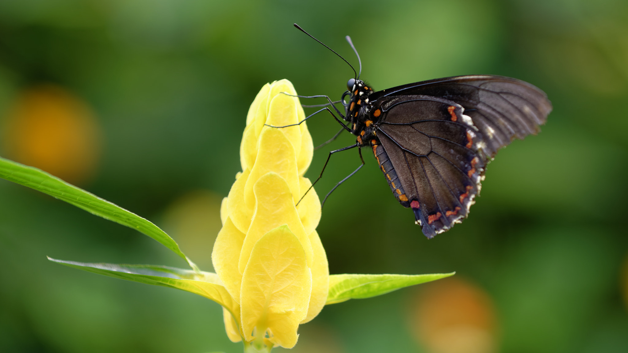 Nikon AF-S Nikkor 70-200mm F4G ED VR sample photo. Butterfly lunch photography