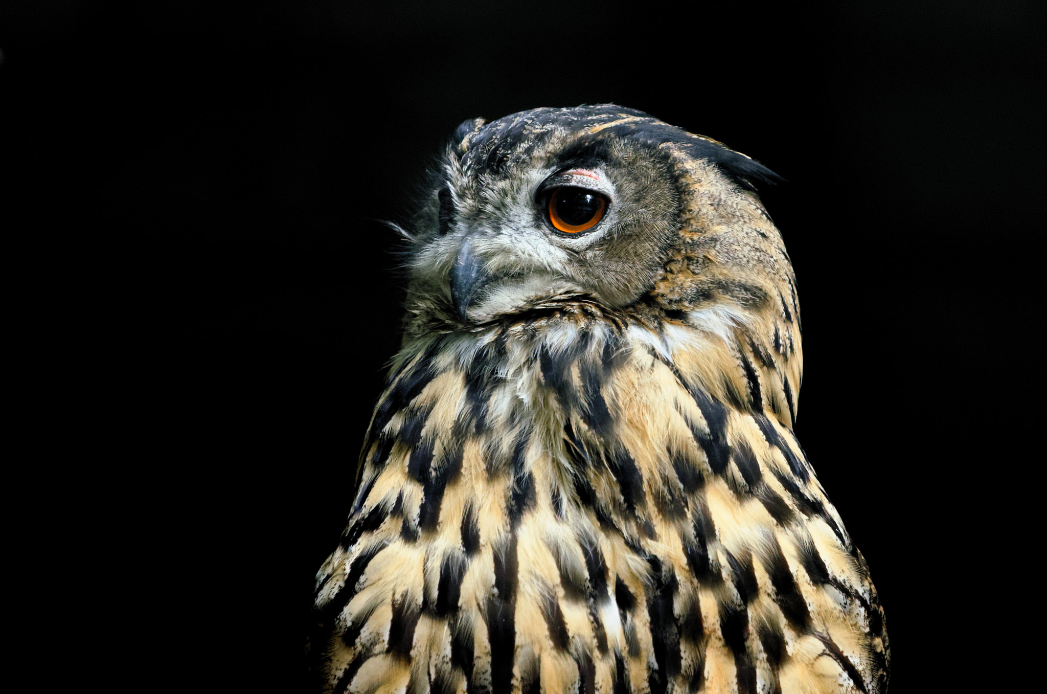 Nikon AF-S Nikkor 70-200mm F4G ED VR sample photo. Attentive owl photography