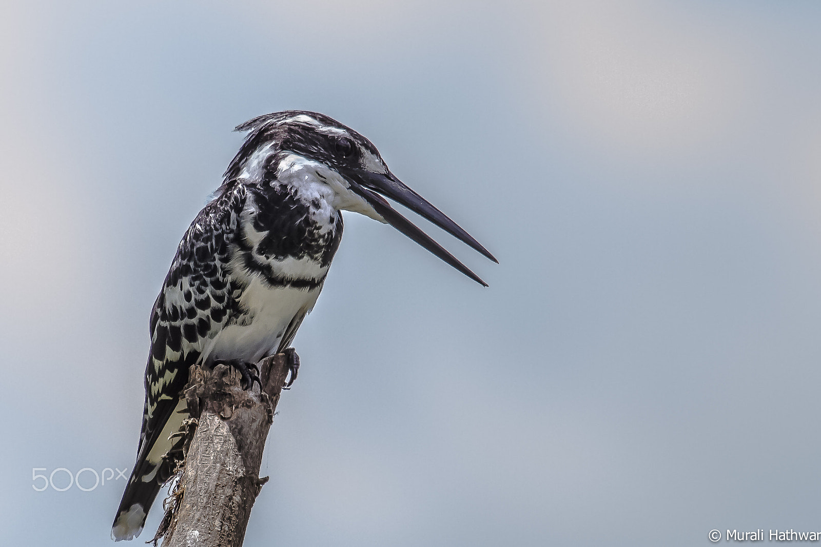 Canon EOS 7D + Canon EF 100-400mm F4.5-5.6L IS USM sample photo. Pied kingfisher photography